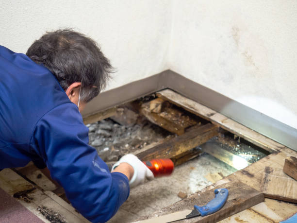Best Attic Mold Removal  in Wooster, OH