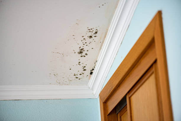 Best Emergency Mold Removal  in Wooster, OH