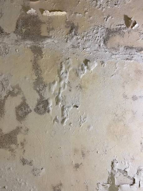 Best Toxic Mold Removal  in Wooster, OH