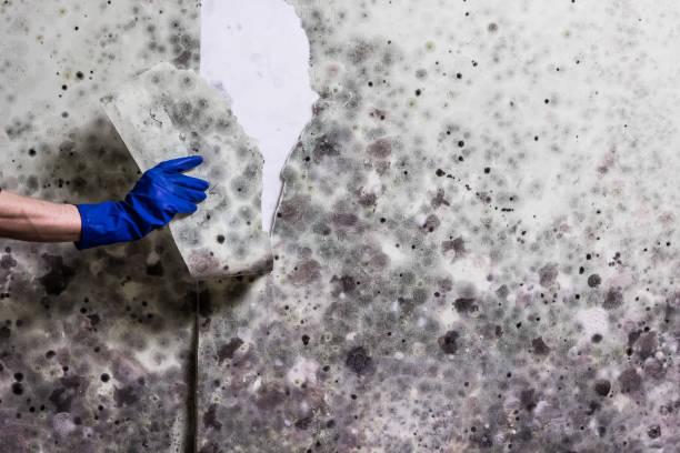 Best Commercial Mold Removal  in Wooster, OH